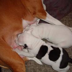 Blanding af racer coco