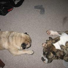 Olde english bulldogge Bertha