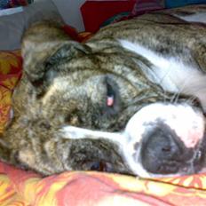 Olde english bulldogge Bertha