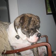 Olde english bulldogge Bertha