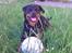 Rottweiler Bailey * R.I.P *