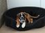 Boxer Apollo