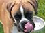 Boxer Apollo