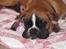 Boxer Apollo