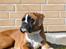 Boxer Apollo