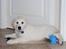 Golden retriever Grejsdalens Xavier (Gizmo - Ups, taget på fersk gerning..
