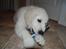 Golden retriever Grejsdalens Xavier (Gizmo - Mums, den smager nu helt godt den børste..
