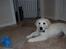 Golden retriever Grejsdalens Xavier (Gizmo - Katten er lige med på en kigger..