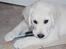 Golden retriever Grejsdalens Xavier (Gizmo - Der er noget om at stjålne ting smager bedre..