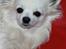 Chihuahua } Rocco