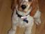 Cocker spaniel Sofus - Sofus 14 uger 
