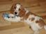 Cocker spaniel Sofus