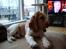 Cocker spaniel Sofus