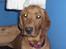 Labrador retriever trunte