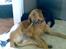 Labrador retriever trunte