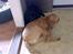 Labrador retriever trunte