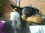 Dvaergpinscher Wiggo