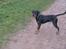 Blanding af racer zako