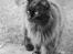Golden retriever Grejsdalens Xavier (Gizmo - Min ældste "storebror" Blackson på 11 år..  (maine coon)
