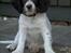 Engelsk springer spaniel Cato - nuur;)