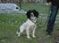 Engelsk springer spaniel Cato - cato;)