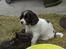 Engelsk springer spaniel Cato - tygge cato;)