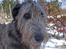 Irsk ulvehund LilleD - LilleD i sne