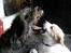 Irsk ulvehund LilleD - LilleD leger "facefighting" med Tvebak