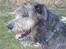 Irsk ulvehund LilleD - Prince Charming