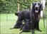 Flat coated retriever Smilla R.I.P <3.. - smilla har hvalpe.....