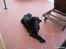 Flat coated retriever Smilla R.I.P <3.. - smilla i italien