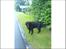 Flat coated retriever Smilla R.I.P <3.. - mig og smilla er ude og gå tur.....