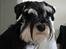 Dvaergschnauzer Chilli - Chilli 11 mdr.