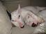 Bullterrier Balder+++R.I.P.+++ - Hende Sonja elsker at ligge tæt