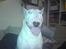 Bullterrier Balder+++R.I.P.+++ - Den gladeste buller...