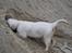Golden retriever Grejsdalens Xavier (Gizmo - Moooaaaar, de har gemt en skat herinde..  (12 uger)