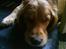 Golden retriever Dino