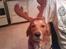Golden retriever Dino