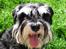 Dvaergschnauzer Chilli - Sommer og sol 2009