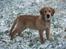 Golden retriever Dumle