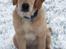 Golden retriever Dumle