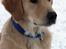 Golden retriever Dumle