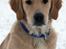 Golden retriever Dumle