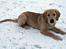 Golden retriever Dumle