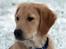 Golden retriever Dumle