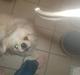 Pekingeser hugo