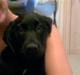 Labrador retriever Rocko