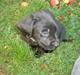 Labrador retriever Blacki