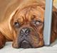 Dogue de bordeaux Zeus
