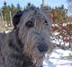 Irsk ulvehund LilleD